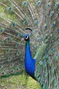 peacock
