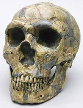 Neanderthal skull