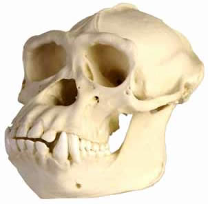 champanzee skull