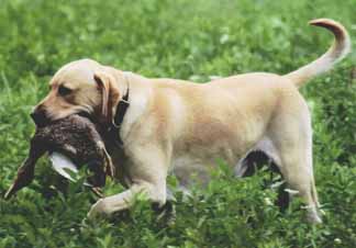 Labrador Retriever