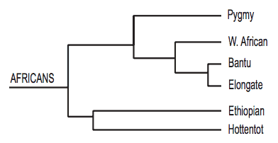 Genetic Distance Between African Population Groups