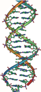 DNA Double Helix