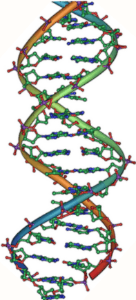 DNA Double Helix