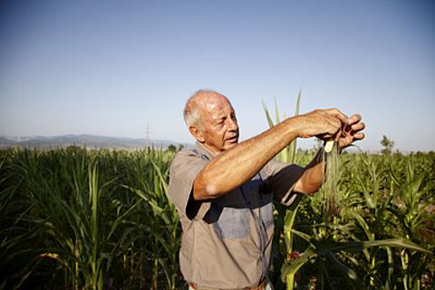 South African farmer Piet Kemp in Georgia