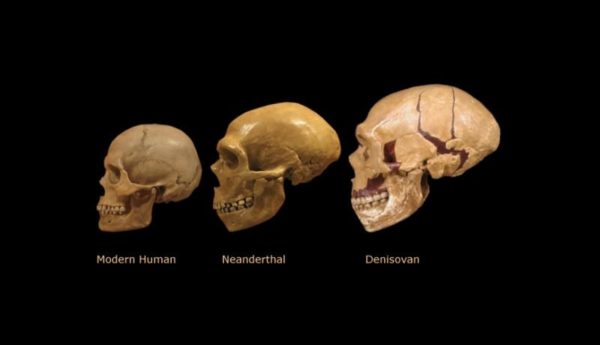 Modern Neanderthal and Denisovan Skulls
