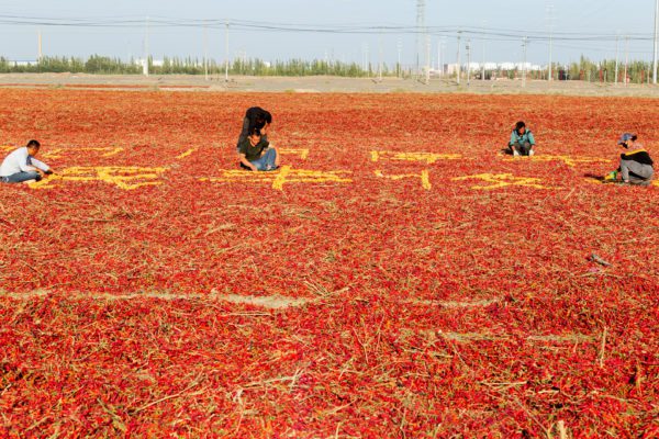Xinjiang farmers draw national flag